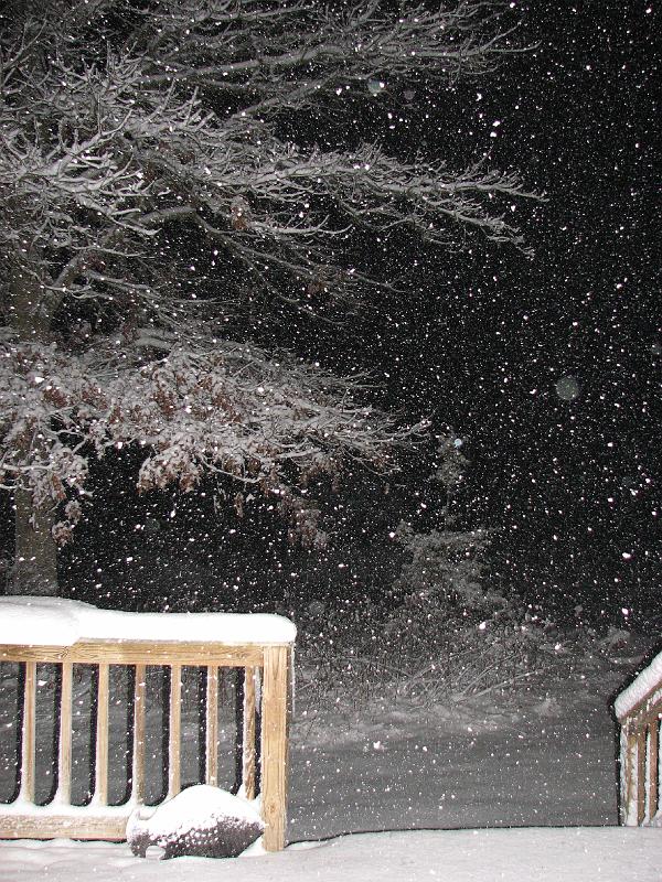 2008-12-20_Snow_Storm 064.jpg